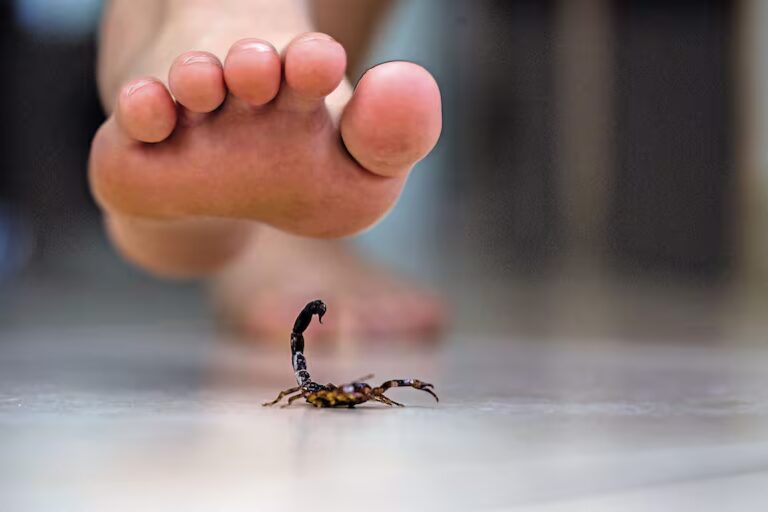 Alerta por alacranes: Salud explica cómo actuar ante una picadura y evitar accidentes