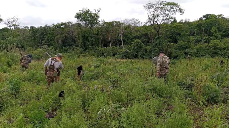 Canindeyú: destruyen 31 hectáreas de marihuana y 5.000 kilos de droga picada