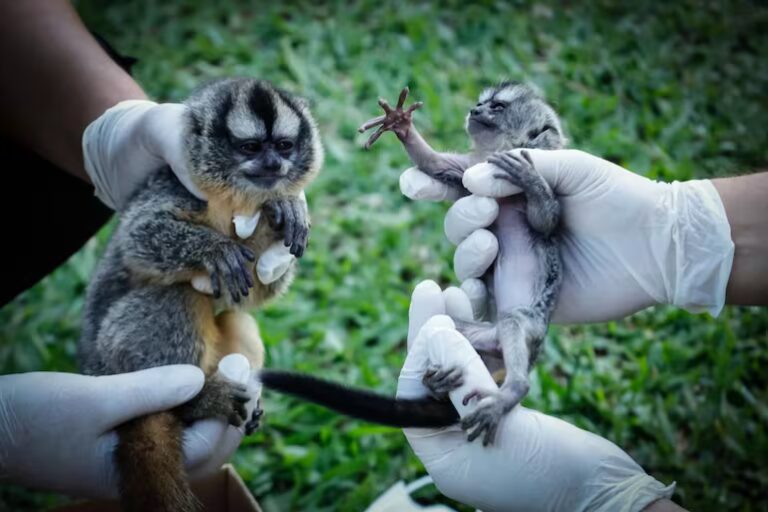 Rescatan dos monos nocturnos en operativo contra el tráfico de fauna silvestre