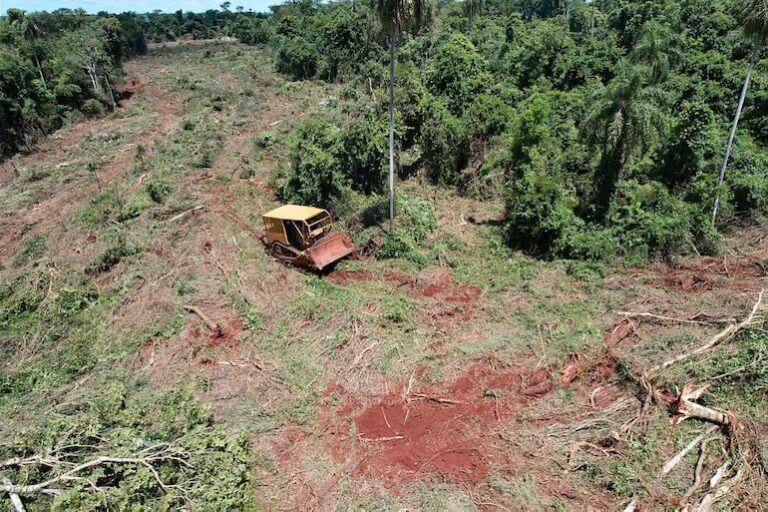 Allanan estancias en Alto Paraná y detienen a dos hombres por tala y desmonte