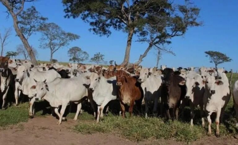 Investigan abigeato tras desaparición de más de 450 bovinos en Amambay