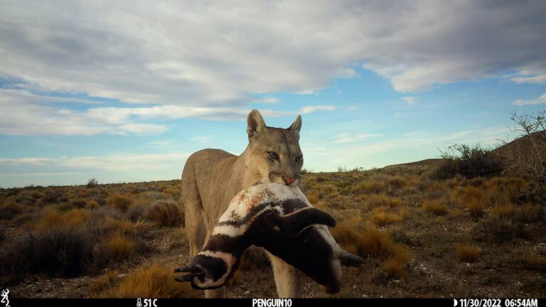Mujer muere en ataque de puma en Colorado | Países