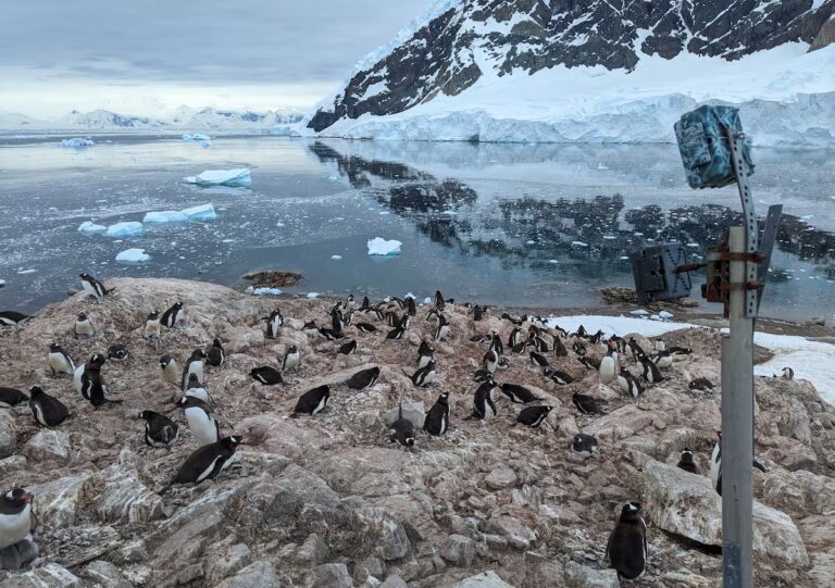 Pingüinos adelantan su época de reproducción por el calor | Ciencia