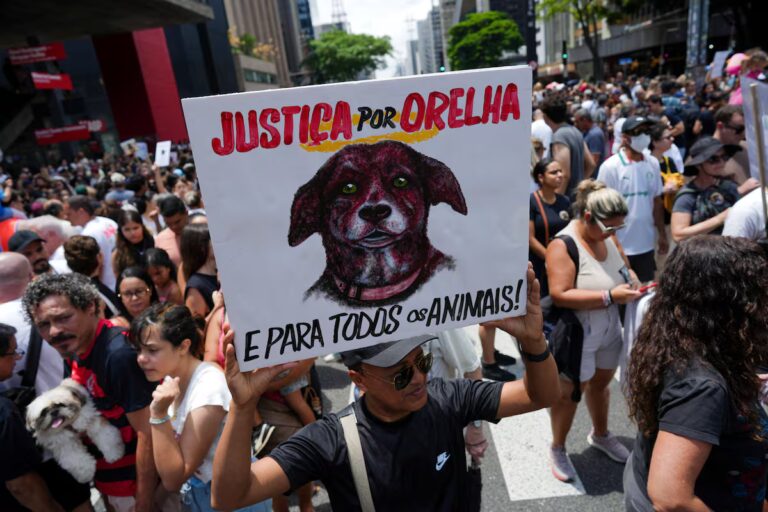 Brasil protesta por la muerte de un perro callejero y exige justicia