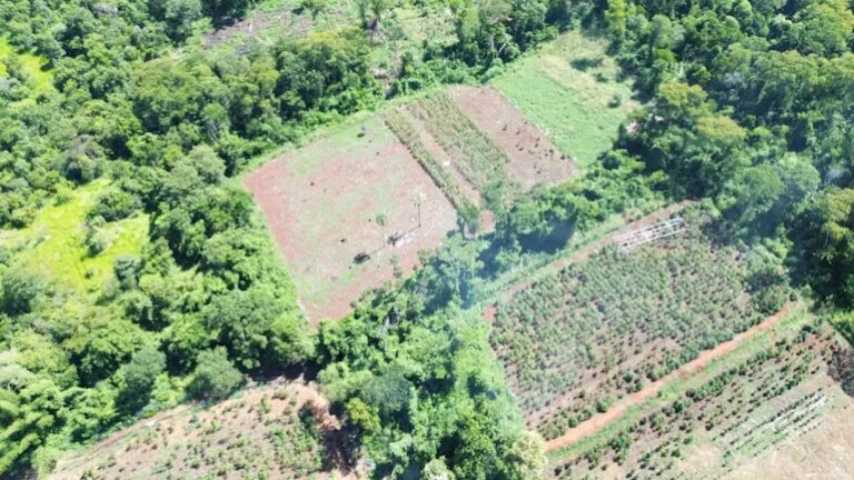Erradican avanzada estructura de marihuana mecanizada en Capitán Bado