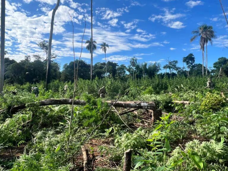 Golpe al narcotráfico: destruyen cultivos y campamentos clandestinos en Reserva Morombí