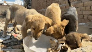 Intervienen por grave caso de abandono y muerte de mascotas en Pedro Juan Caballero