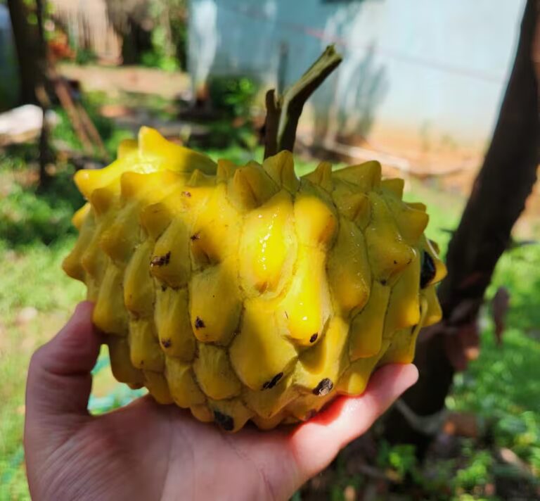 La chirimoya sorprende en Cabañas: una fruta poco común que despierta curiosidad