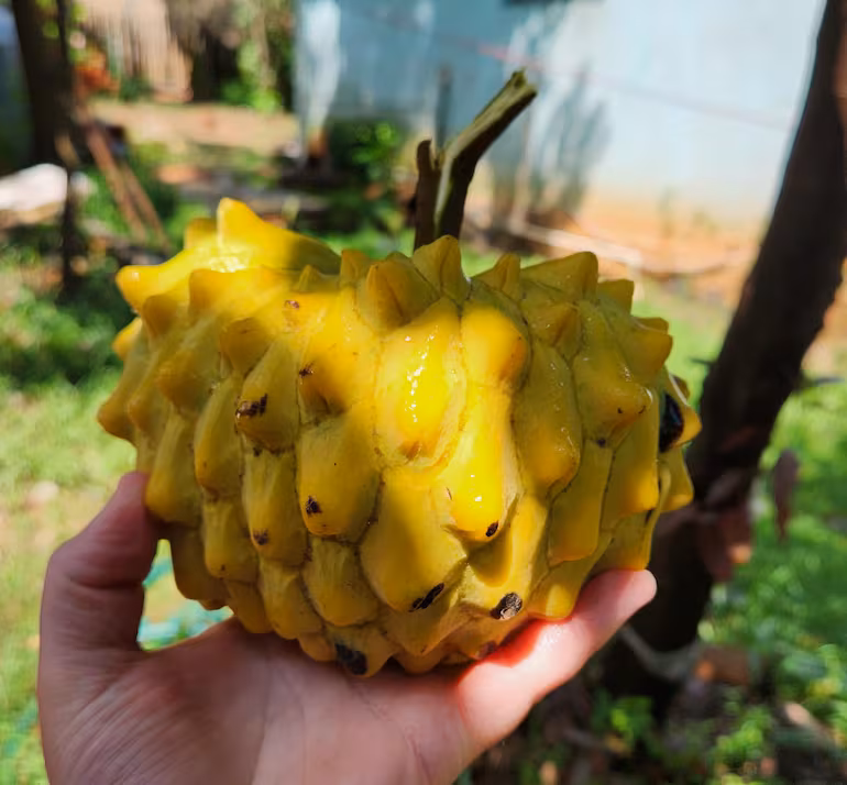 La chirimoya sorprende en Cabañas: una fruta poco común que despierta curiosidad