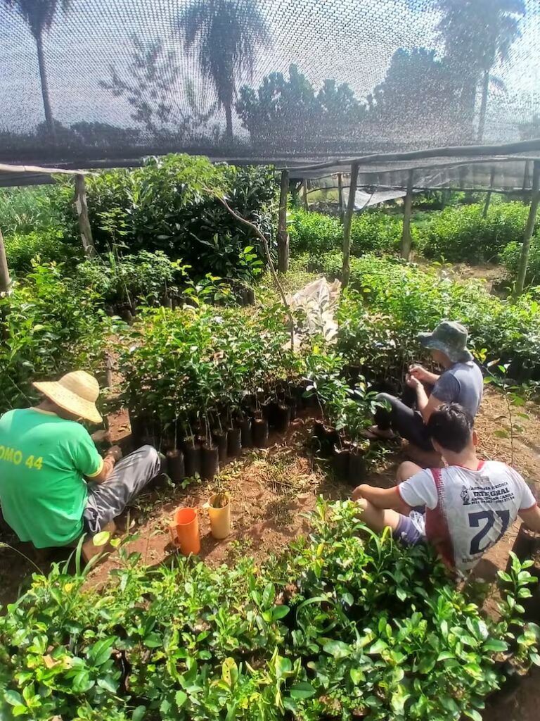 Plantines de cítricos de Cabañas ganan mercado en calidad, tradición y precios accesibles