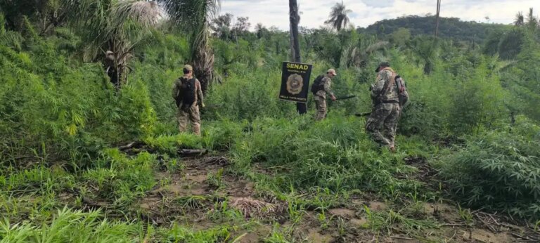 Senad destruye 18 toneladas de marihuana en establecimiento rural de Bella Vista Norte