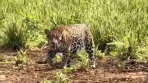 Sería hembra y estaría embarazada