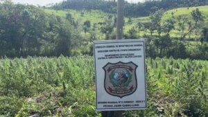 Destruyen siete hectáreas de marihuana y 3.600 kilos de la misma droga en Zanja Pytã