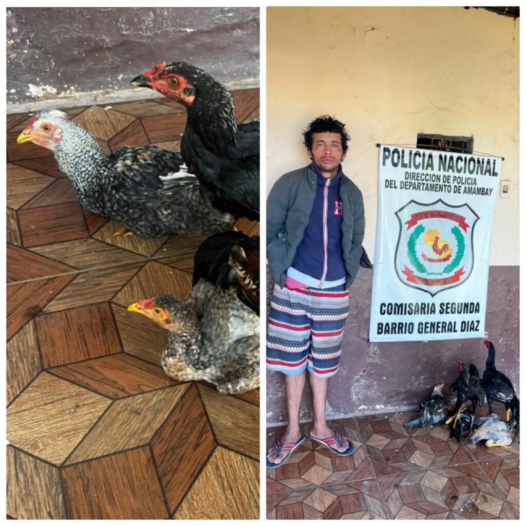 Hurto de gallinas en mercado municipal de Pedro Juan Caballero termina con aprehensión