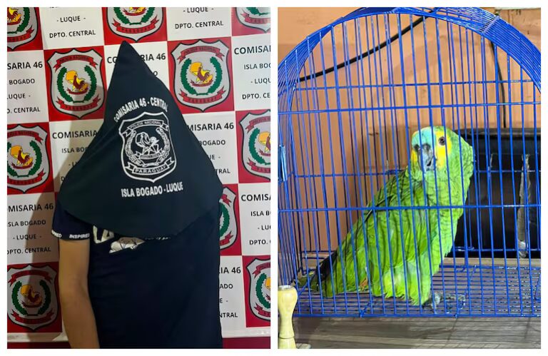 Aprehenden a un joven que comercializaba un loro hablador en plena vía pública