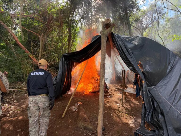 Destruyen más de 4.600 kg de marihuana y dos hectáreas de cultivo en Cerro Corá