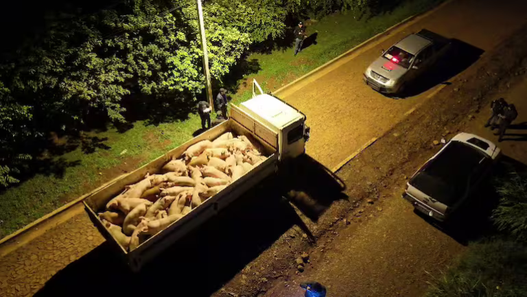 Encarnación: operativo policial detecta transporte ilegal de 40 cerdos