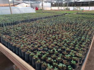 La producción de frutilla se fortalece en Caacupé con plantas madre desarrolladas en laboratorio