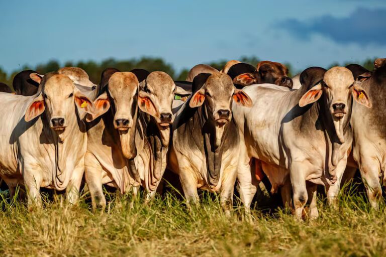Aftosa: ganaderos respaldan mantener la vacunación para proteger el acceso a mercados – ABC Rural