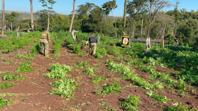 Destruyen ocho hectáreas de marihuana en Cerro Corá tras intervención de la SENAD