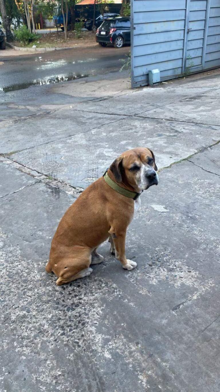 El perro que “hackeó” los corazones de la unidad fiscal de Delitos Informáticos