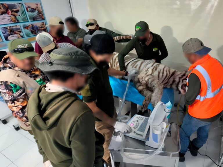 El tigre de Bengala está libre: así fue el fallido rescate de Kenzo con vida en México