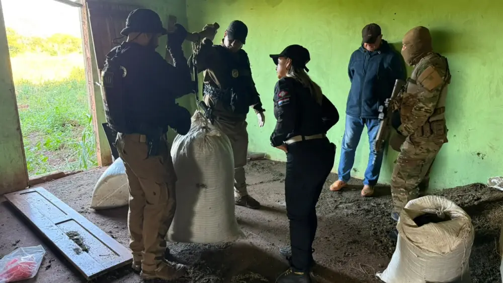 SENAD destruye 14 toneladas de marihuana y detiene a un hombre en Capitán Bado