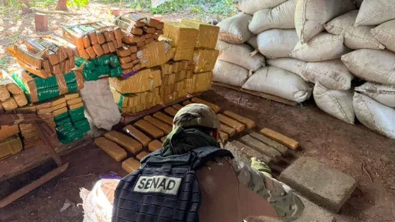 Senad destruye más de 20 toneladas de marihuana en Bella Vista Norte