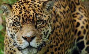 Tomás Romero Pereira: temor ante posible presencia de un jaguareté, pero autoridades apuntan a perros ferales
