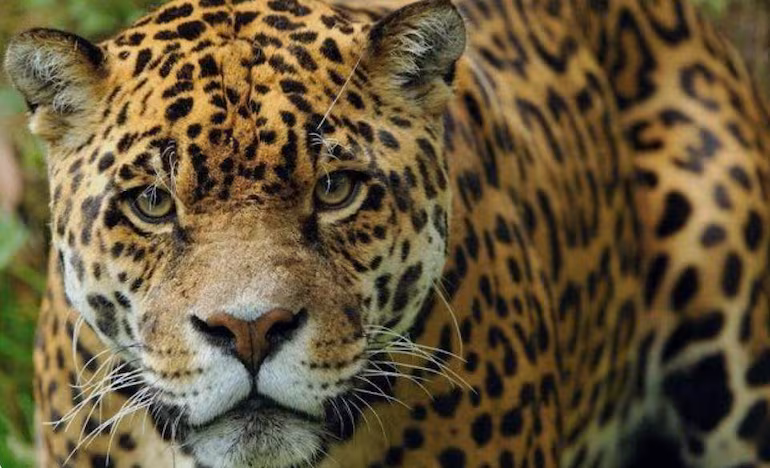 Tomás Romero Pereira: temor ante posible presencia de un jaguareté, pero autoridades apuntan a perros ferales