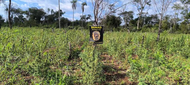 Video: Senad destruye 12 toneladas de marihuana en Bella Vista Norte